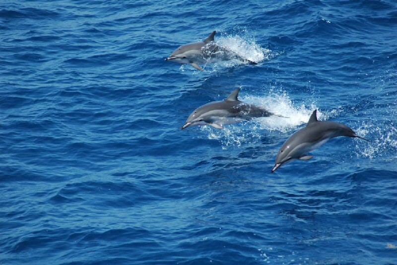 %255B%25ED%2581%25AC%25EA%25B8%25B0%25EB%25B3%2580%25ED%2599%2598%255D14dolphins-superJumbo.jpg